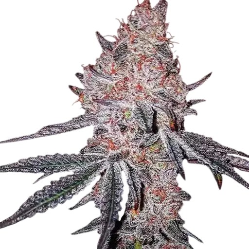 Strawberry Cookies OG R1 | PHOTOFEM | Ethos Genetics