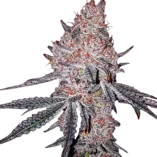 Strawberry Cookies OG R1
