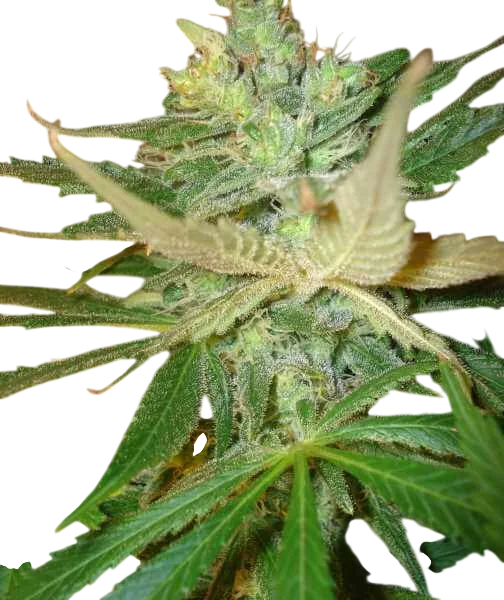 Strawberry Cough | PHOTOFEM | BC Bud Depot
