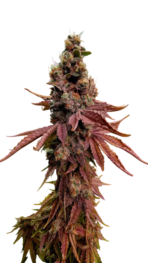 Strawberry Gambino | PHOTOFEM | Elev8 Seeds