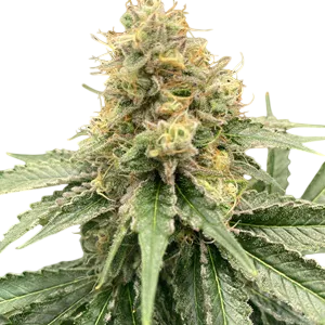 Strawberry Guava Auto | AUTOFEM | Mosca Seeds