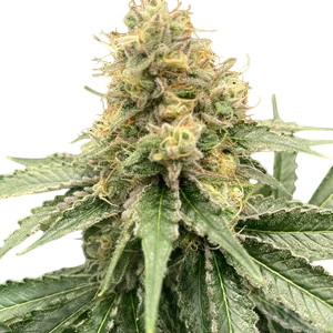 Strawberry Guava Auto | AUTOFEM | Mosca Seeds