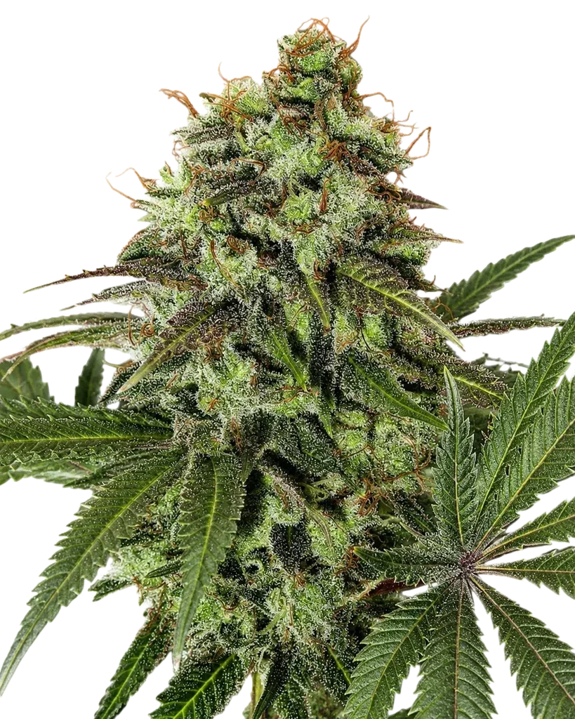 Strawberry OG | PHOTOFEM | Cali Connection