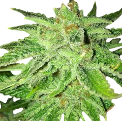 Strawberry OG