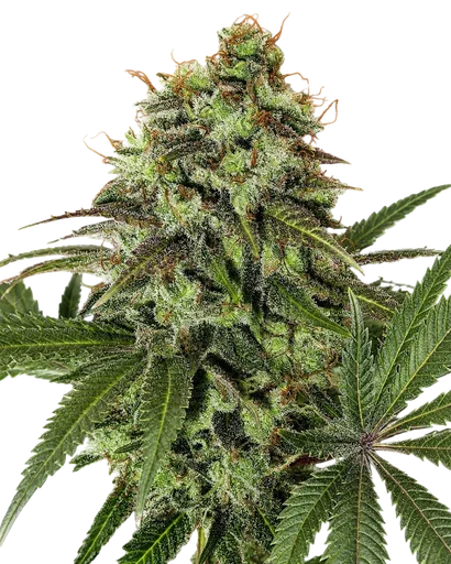 Strawberry OG