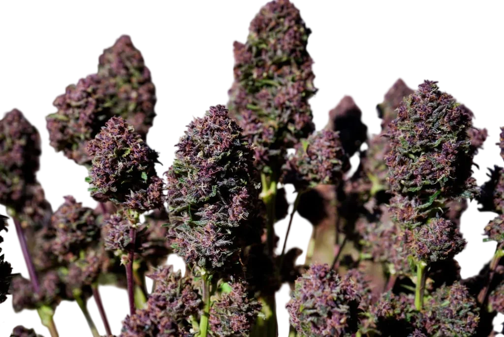 Purple Haze Auto – Produktansicht
