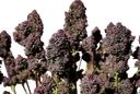 Purple Haze Auto | AUTOFEM | Fast Buds