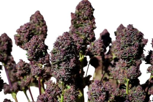 Purple Haze Auto | AUTOFEM | Fast Buds