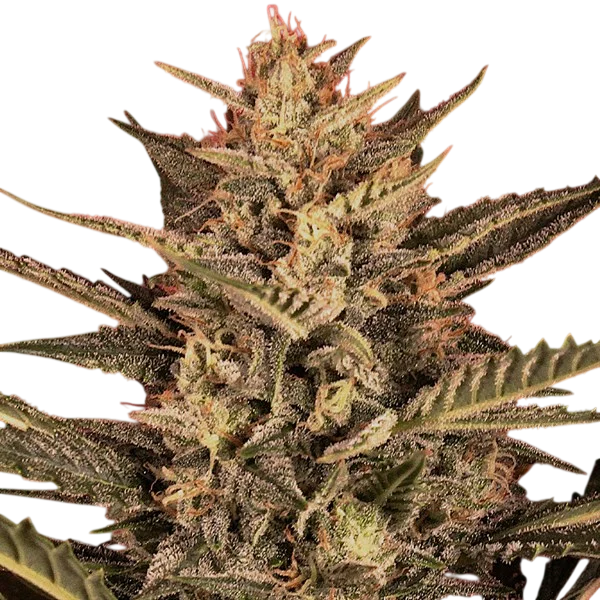 Sunset Vibes Auto | AUTOFEM | G13 Labs