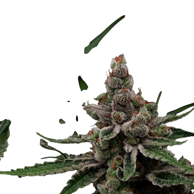Super Blue Haze | PHOTOFEM | Green Bodhi