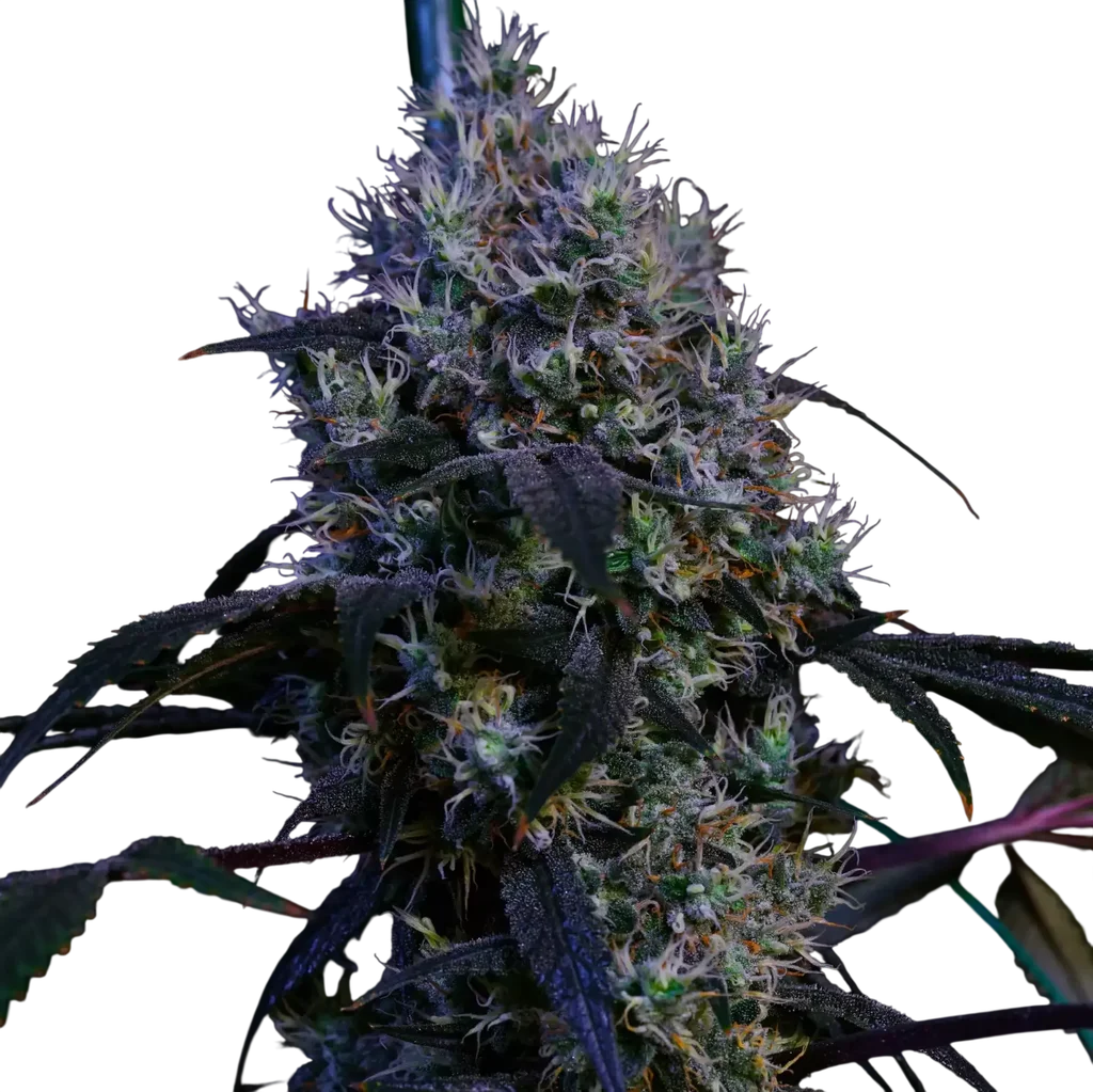 Super Lemon Haze RBX3 | PHOTOFEM | Ethos Genetics