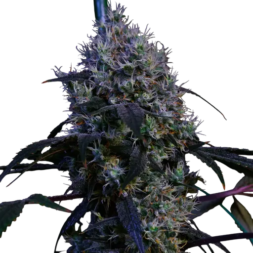 Super Lemon Haze RBX3 | PHOTOFEM | Ethos Genetics