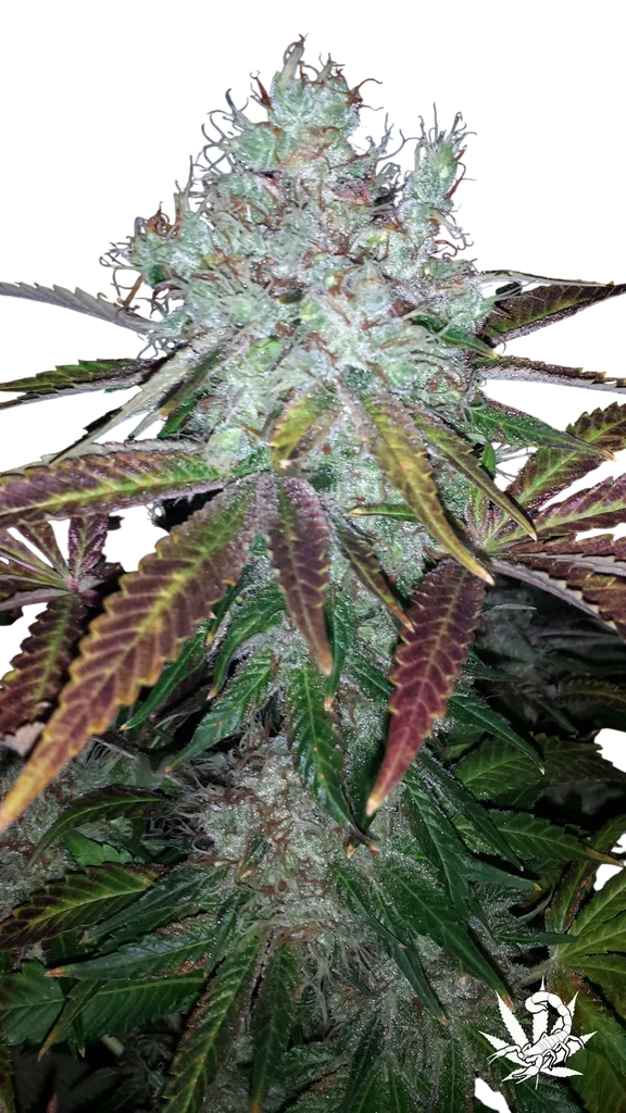 Super Lemon Jack | PHOTOFEM | BC Bud Depot