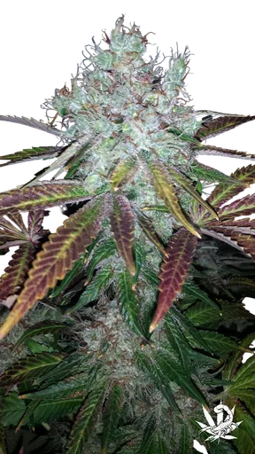 Super Lemon Jack