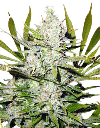 Super Silver Haze