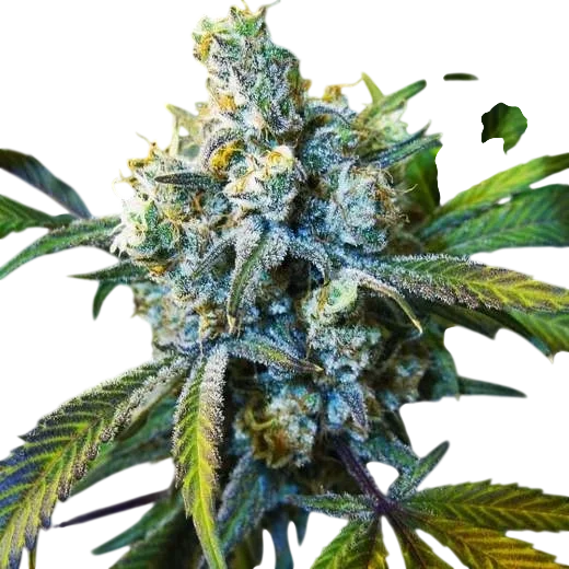 Super Silver Haze | PHOTOFEM | Nirvana Seeds