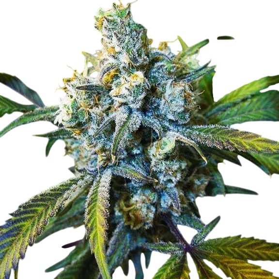 Super Silver Haze | PHOTOREG | Nirvana Seeds