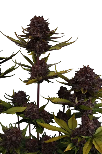 Purple Lemonade Auto | AUTOFEM | Fast Buds