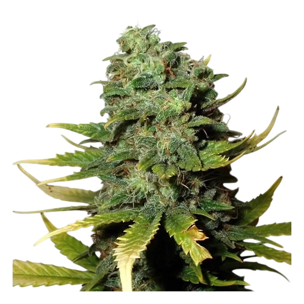 Super Skunk | PHOTOFEM | Nirvana Seeds