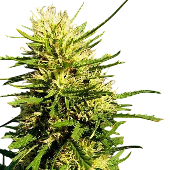Super Skunk Auto | AUTOFEM | Nirvana Seeds