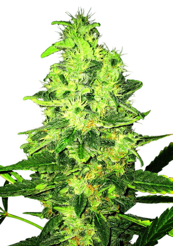 Super Skunk | PHOTOREG | Nirvana Seeds