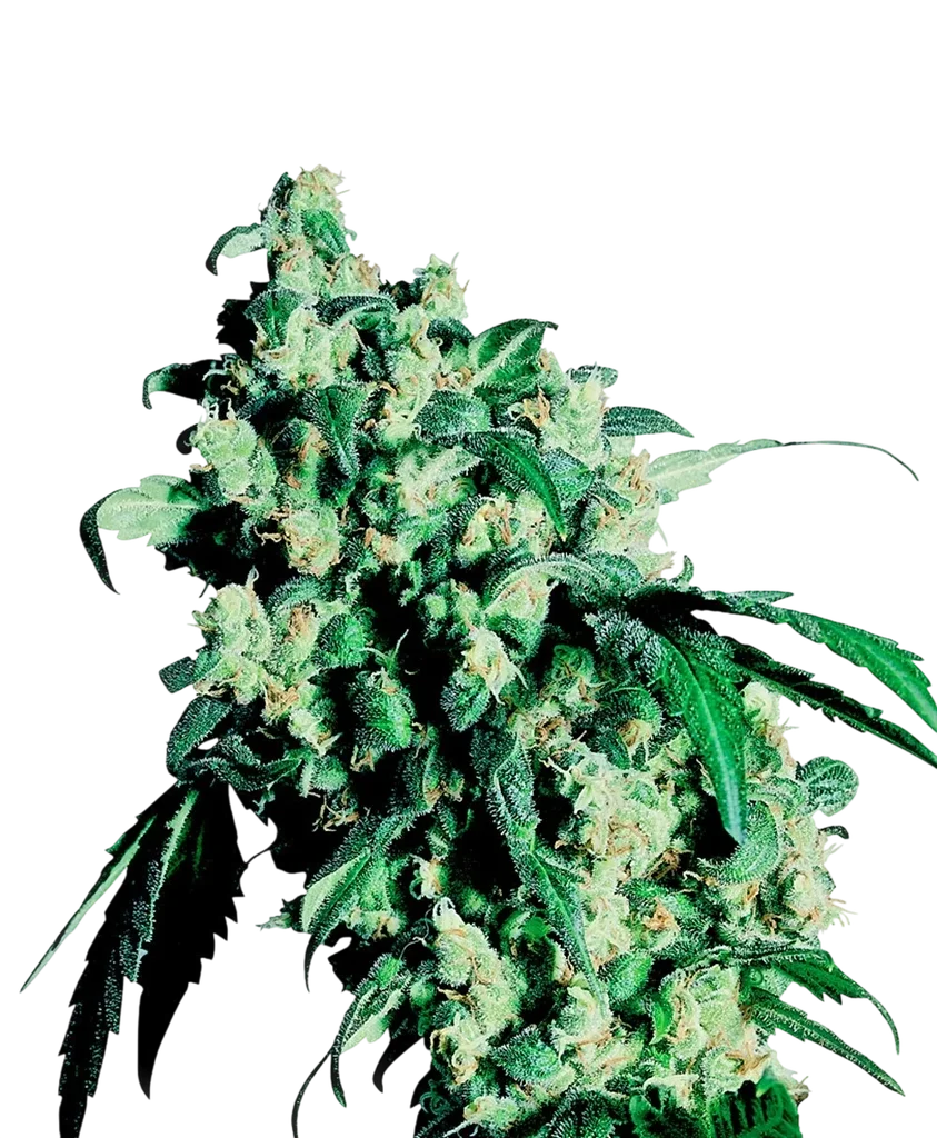 Super Skunk | PHOTOREG | Sensi Seeds