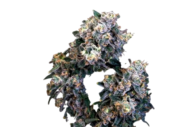 Super Sour Runtz | PHOTOFEM | Atlas Seed