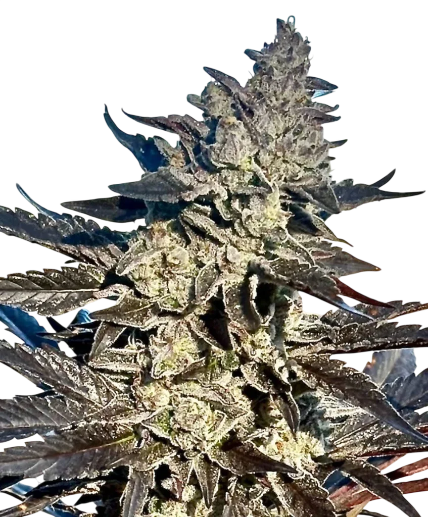 Super Sour Runtz | PHOTOFEM | Atlas Seed