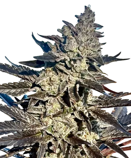 Super Sour Runtz
