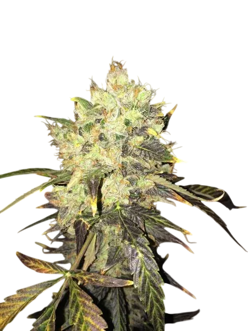 Supreme CBD Durban | PHOTOFEM | Nirvana Seeds