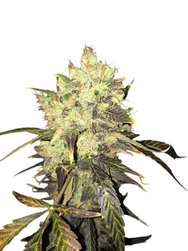 Supreme CBD Durban
