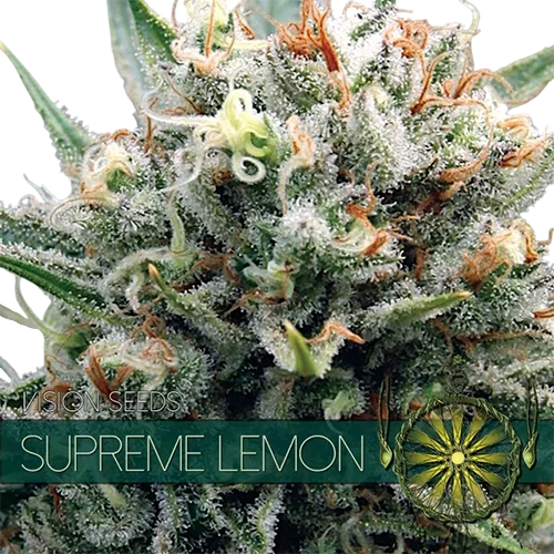 Supreme Lemon