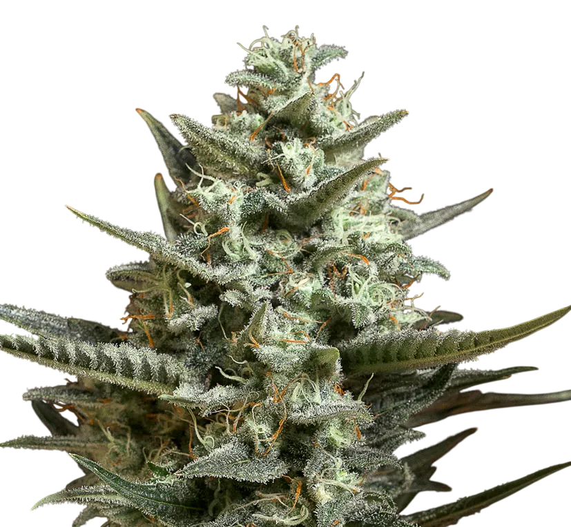 Sweet Bilbo | PHOTOFEM | Genehtik Seeds