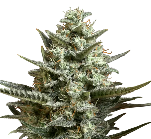 Sweet Bilbo