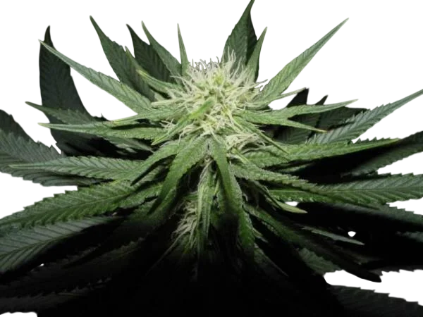 Sweet God | PHOTOREG | BC Bud Depot