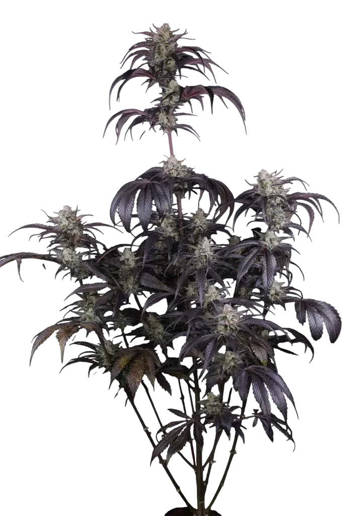 Strawberry Gorilla Auto – Produktansicht