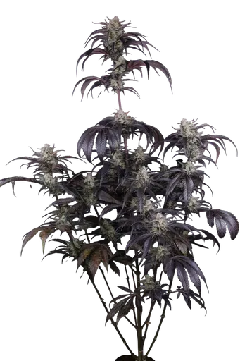 Strawberry Gorilla Auto