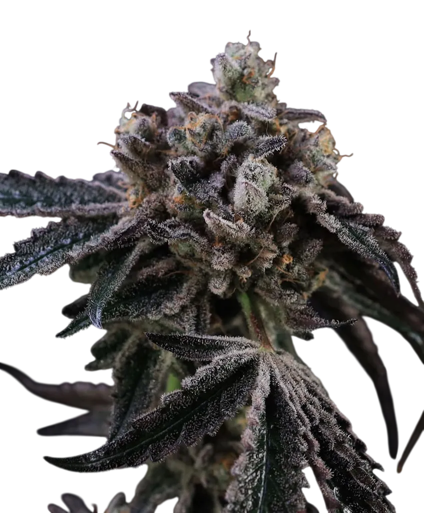 Tahoe Cookies Auto | AUTOFEM | Atlas Seed