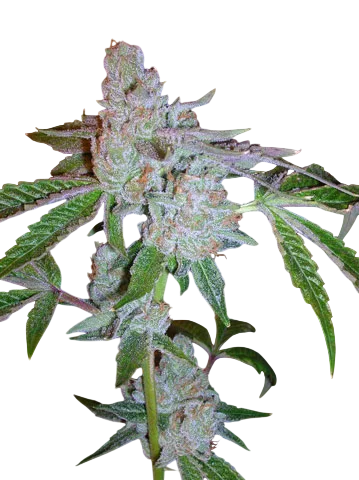 Tahoe OG Kush | PHOTOFEM | Cali Connection