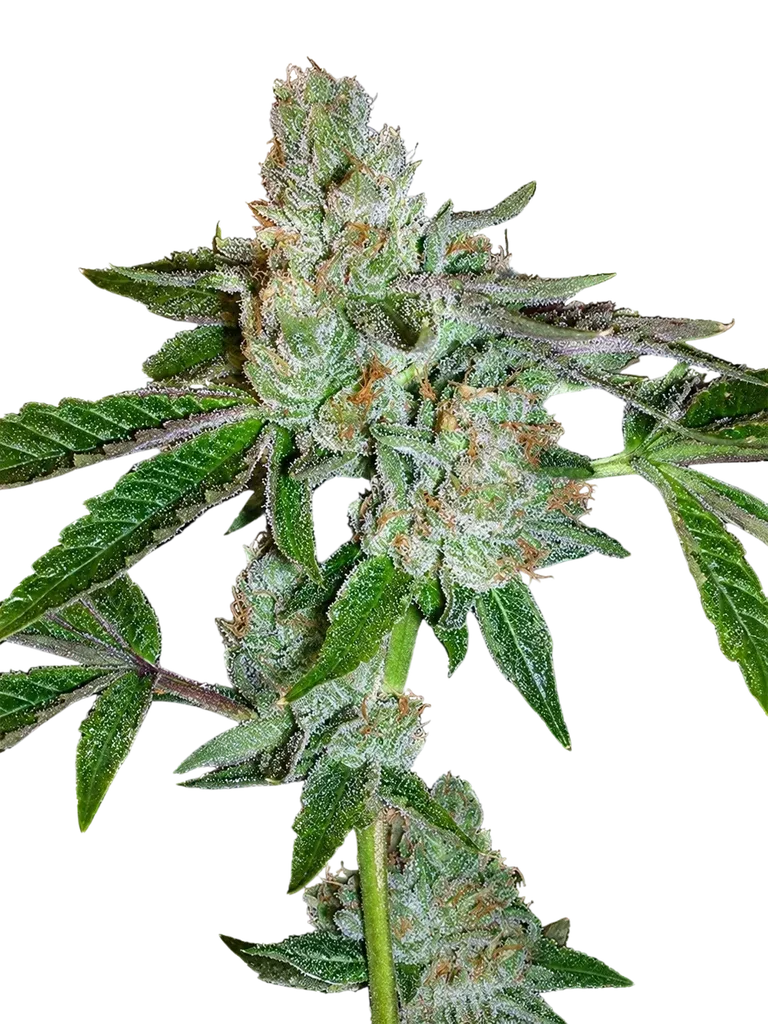 Tahoe OG Kush | PHOTOFEM | Cali Connection
