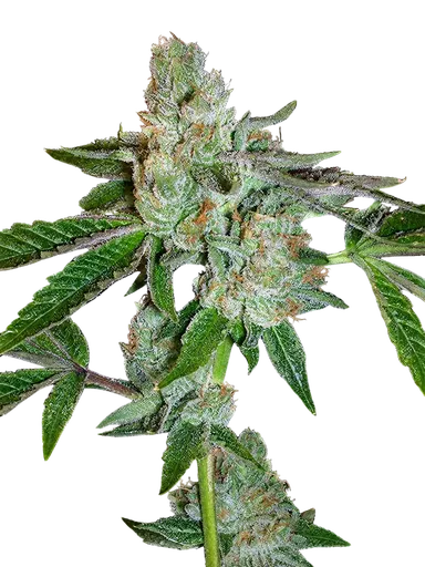 Tahoe OG Kush