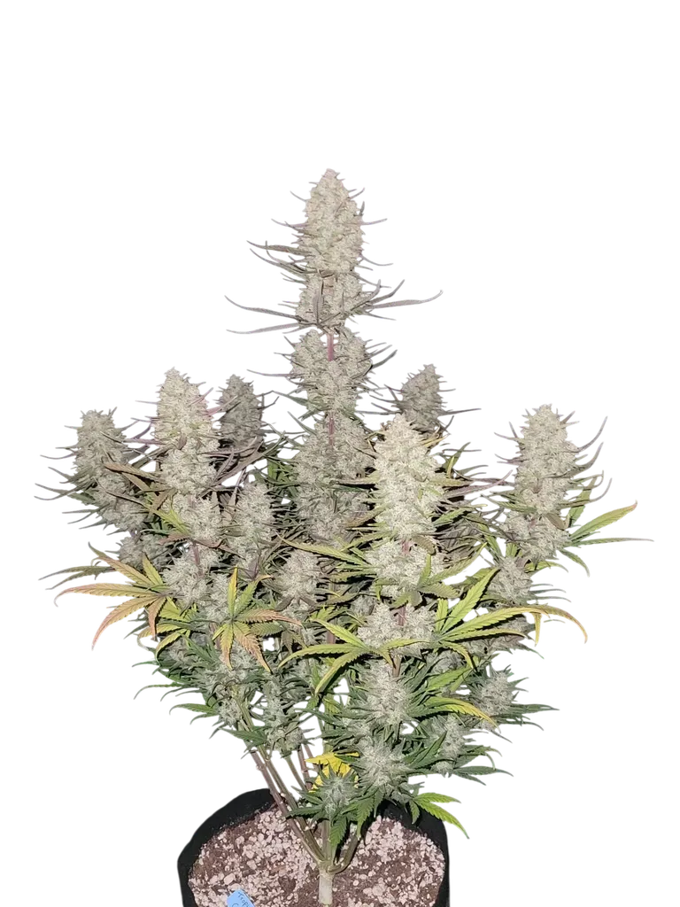 Tropicana Cookies Auto | AUTOFEM | Fast Buds
