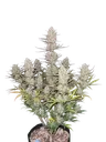 Tropicana Cookies Auto | AUTOFEM | Fast Buds