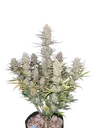 Tropicana Cookies Auto | AUTOFEM | Fast Buds