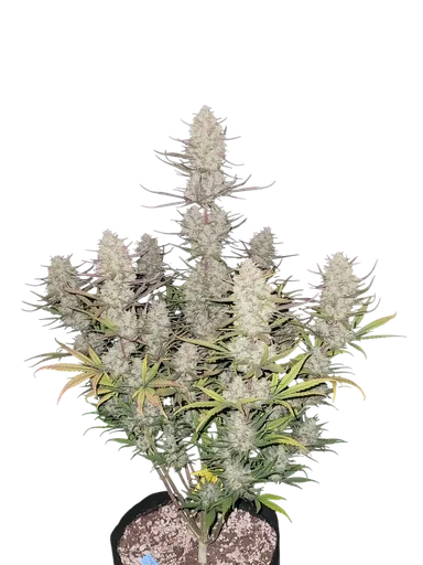Tropicana Cookies Auto | AUTOFEM | Fast Buds