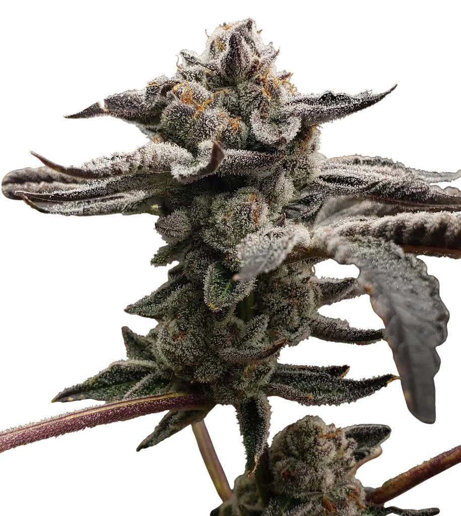 Tangie Candie | PHOTOFEM | Elev8 Seeds