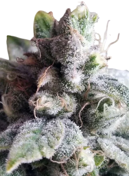 Tangie Cookies | PHOTOREG | BC Bud Depot