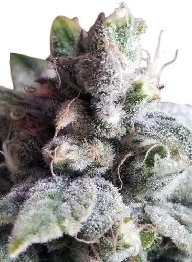 Tangie Cookies