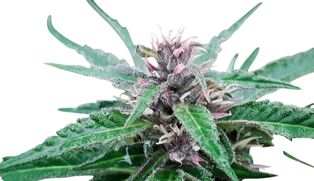 Tao Purple | PHOTOREG | Top Tao Seeds