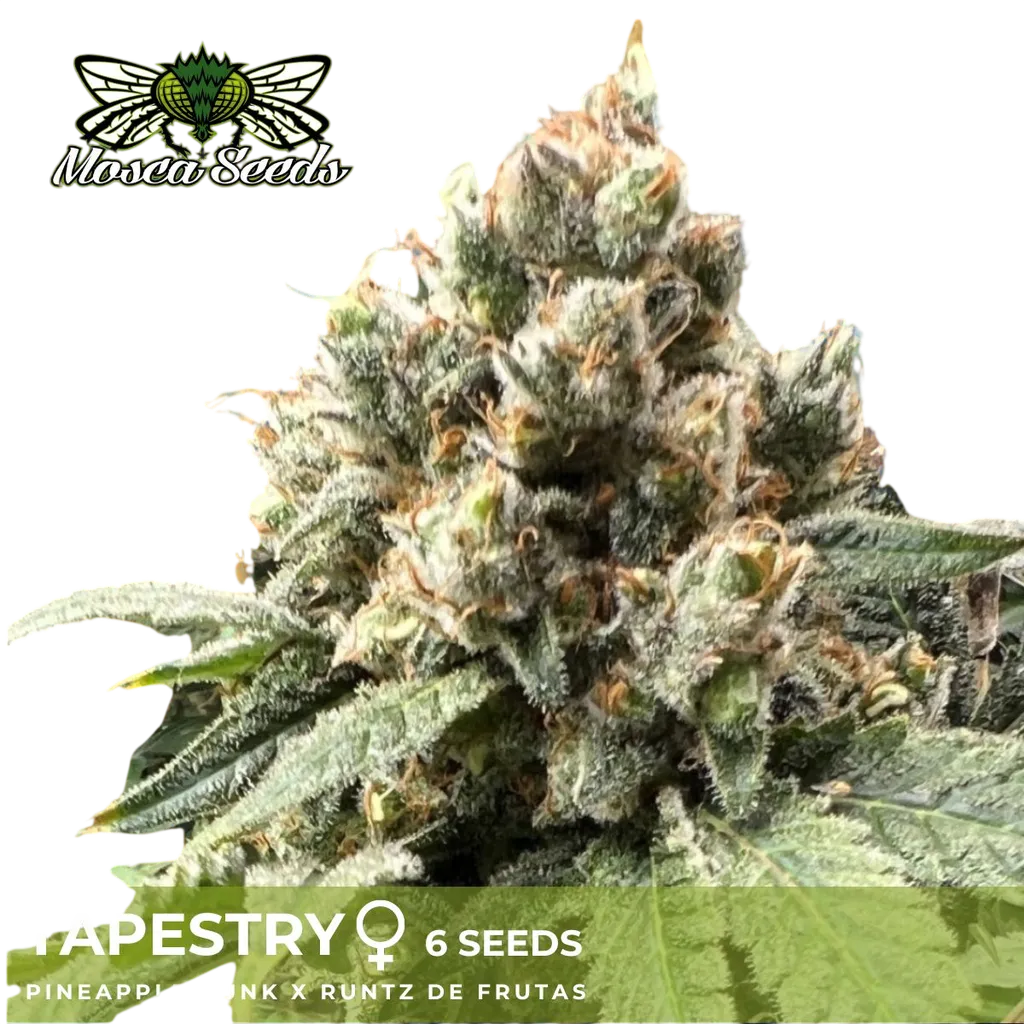 Tapestry | PHOTOFEM | Mosca Seeds